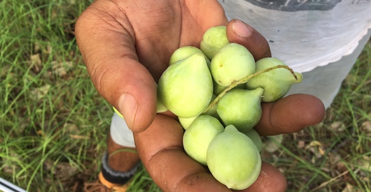 Australian Bush Superfood Kakadu Plum Provides a Rich Source of Vitamin C